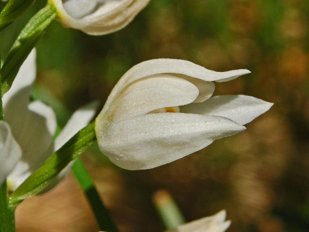 Cephalanthera longifolia / Cefalantera maggiore